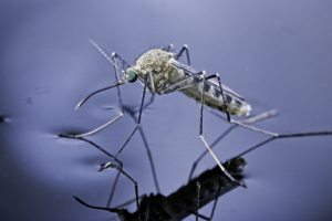Breakthrough_in_Mosquito_Repellent_Research_Offers_Eco_Friendly_Solutions