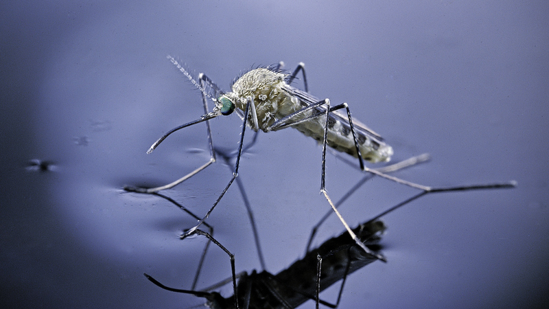Breakthrough_in_Mosquito_Repellent_Research_Offers_Eco_Friendly_Solutions