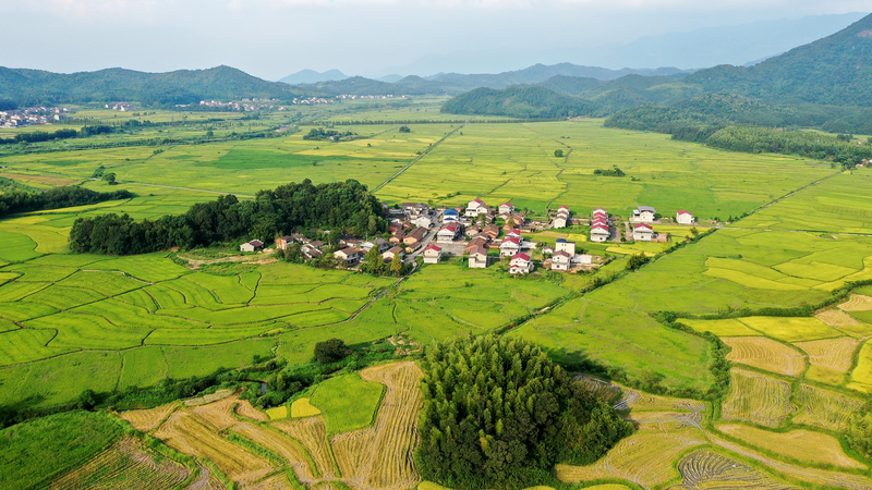 China_Unveils_2026_Rural_Revitalization_Blueprint_for_Agricultural_Modernization