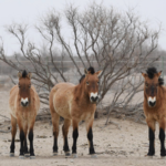 China_s_Przewalski_s_Horses__A_Conservation_Triumph_Reviving_Ancient_Species