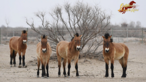 China_s_Przewalski_s_Horses__A_Conservation_Triumph_Reviving_Ancient_Species