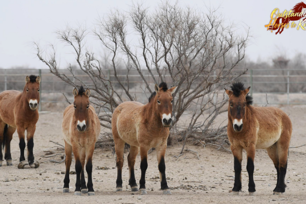 China_s_Przewalski_s_Horses__A_Conservation_Triumph_Reviving_Ancient_Species