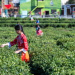 China_s_Rural_Revitalization_Gains_Momentum_Through_Specialty_Industries - Khabar Asia China_s_Rural_Revitalization_Gains_Momentum_Through_Specialty_Industries