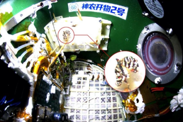 China_s_Space_Born_Butterfly_Breakthrough_Signals_Orbital_Ecosystem_Progress