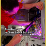 China_s_Space_Station_Harvests_Tomatoes_in_Zero_Gravity_Experiment video poster