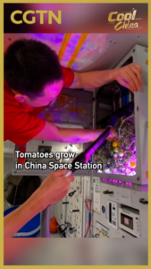 China_s_Space_Station_Harvests_Tomatoes_in_Zero_Gravity_Experiment video poster