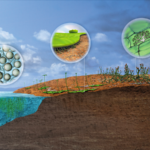 Chinese_Study_Rewrites_Timeline_of_Early_Plant_Colonization_on_Land