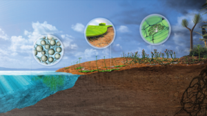 Chinese_Study_Rewrites_Timeline_of_Early_Plant_Colonization_on_Land