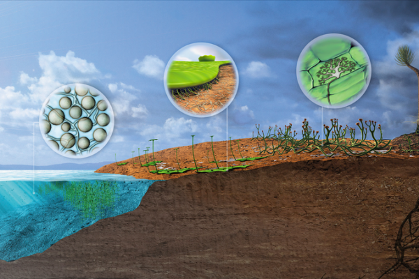 Chinese_Study_Rewrites_Timeline_of_Early_Plant_Colonization_on_Land