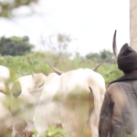 Climate_Crisis_Fuels_Deadly_Farmer_Herder_Clashes_in_Nigeria video poster