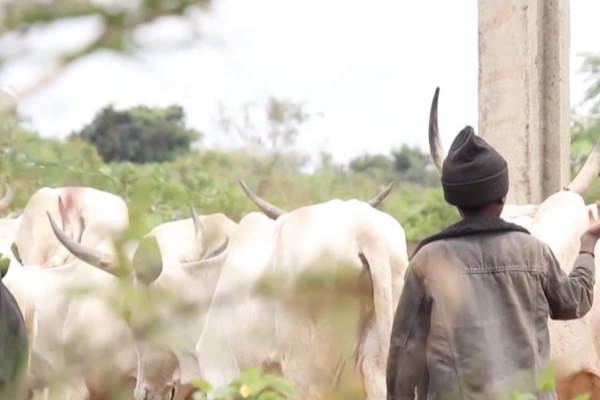 Climate_Crisis_Fuels_Deadly_Farmer_Herder_Clashes_in_Nigeria video poster