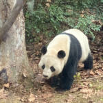 Cousins_Reunite_in_Chengdu__Spicy_Feasts__Pandas_Mark_Chinese_New_Year_Celebration
