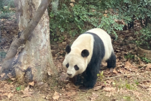 Cousins_Reunite_in_Chengdu__Spicy_Feasts__Pandas_Mark_Chinese_New_Year_Celebration