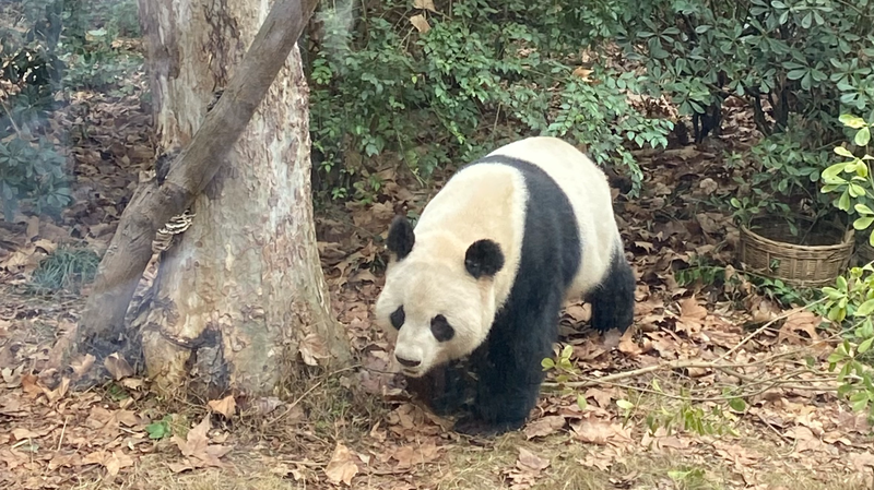 Cousins_Reunite_in_Chengdu__Spicy_Feasts__Pandas_Mark_Chinese_New_Year_Celebration - Khabar Asia Cousins_Reunite_in_Chengdu__Spicy_Feasts__Pandas_Mark_Chinese_New_Year_Celebration