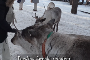 Ewenki_Reindeer_Herding__A_Cultural_Bridge_in_China_s_Wilderness video poster