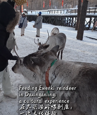Ewenki_Reindeer_Herding__A_Cultural_Bridge_in_China_s_Wilderness video poster