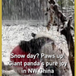 Giant_Panda_s_Snowy_Delight_Captivates_Visitors_in_NW_China_poster - Khabar Asia Giant_Panda_s_Snowy_Delight_Captivates_Visitors_in_NW_China video poster