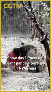 Giant_Panda_s_Snowy_Delight_Captivates_Visitors_in_NW_China video poster