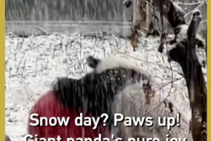 Giant_Panda_s_Snowy_Delight_Captivates_Visitors_in_NW_China video poster