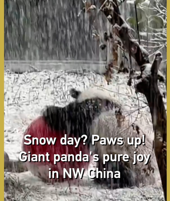 Giant_Panda_s_Snowy_Delight_Captivates_Visitors_in_NW_China video poster