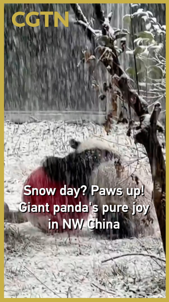 Giant_Panda_s_Snowy_Delight_Captivates_Visitors_in_NW_China_poster - Khabar Asia Giant_Panda_s_Snowy_Delight_Captivates_Visitors_in_NW_China video poster