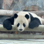 Giant_Pandas_Bring_Festive_Cheer_to_Urumqi_Ahead_of_Spring_Festival video poster