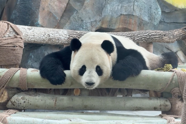 Giant_Pandas_Bring_Festive_Cheer_to_Urumqi_Ahead_of_Spring_Festival video poster