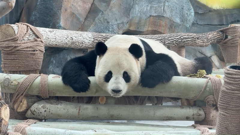 Giant_Pandas_Bring_Festive_Cheer_to_Urumqi_Ahead_of_Spring_Festival_poster - Khabar Asia Giant_Pandas_Bring_Festive_Cheer_to_Urumqi_Ahead_of_Spring_Festival video poster