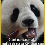 Giant_Pandas_Debut_at_Xinjiang_Zoo__Captivate_Visitors video poster