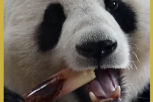 Giant_Pandas_Debut_at_Xinjiang_Zoo__Captivate_Visitors video poster