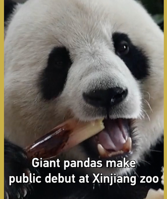 Giant_Pandas_Debut_at_Xinjiang_Zoo__Captivate_Visitors video poster