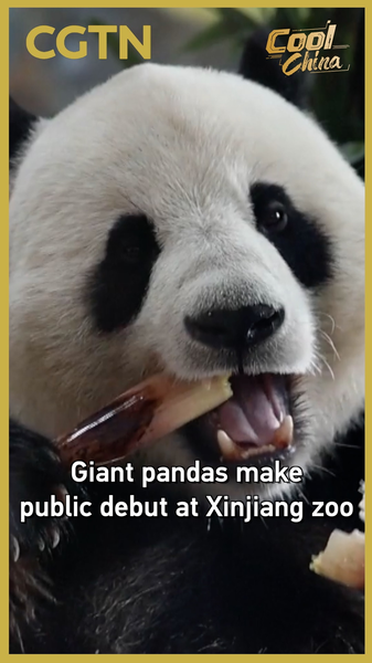 Giant_Pandas_Debut_at_Xinjiang_Zoo__Captivate_Visitors_poster - Khabar Asia Giant_Pandas_Debut_at_Xinjiang_Zoo__Captivate_Visitors video poster