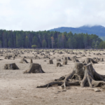 Global_Growth_Models_Threaten_Biodiversity__Warns_Landmark_2026_Report