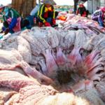 Hainan_Fishermen_Preserve_Tradition_with_Dried_Red_Fish_for_Spring_Festival - Khabar Asia Hainan_Fishermen_Preserve_Tradition_with_Dried_Red_Fish_for_Spring_Festival