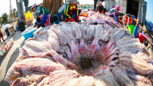 Hainan_Fishermen_Preserve_Tradition_with_Dried_Red_Fish_for_Spring_Festival