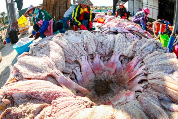 Hainan_Fishermen_Preserve_Tradition_with_Dried_Red_Fish_for_Spring_Festival