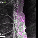 Harvard_Breakthrough_Bridges_Microscopy_Gap_with_Multicolor_Imaging - Khabar Asia Harvard_Breakthrough_Bridges_Microscopy_Gap_with_Multicolor_Imaging