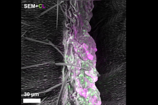 Harvard_Breakthrough_Bridges_Microscopy_Gap_with_Multicolor_Imaging