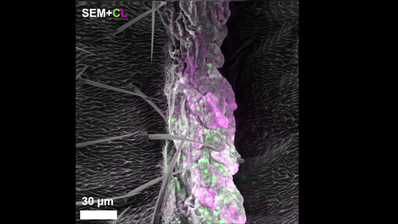 Harvard_Breakthrough_Bridges_Microscopy_Gap_with_Multicolor_Imaging