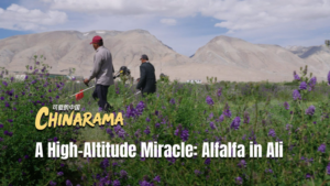 High_Altitude_Alfalfa_Thrives_in_Xizang__Boosting_Local_Ecology video poster