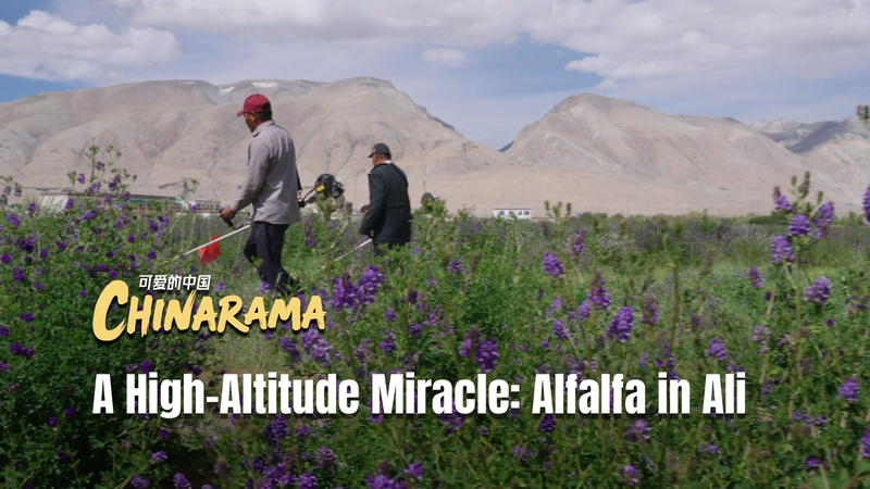 High_Altitude_Alfalfa_Thrives_in_Xizang__Boosting_Local_Ecology video poster