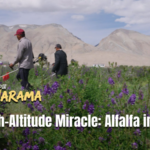 High_Altitude_Alfalfa_Transforms_Agriculture_in_Xizang_s_Ali_Region_poster - Khabar Asia High_Altitude_Alfalfa_Transforms_Agriculture_in_Xizang_s_Ali_Region video poster
