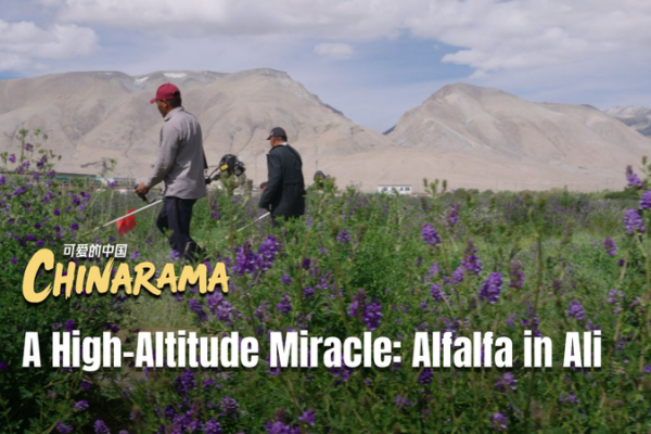 High_Altitude_Alfalfa_Transforms_Agriculture_in_Xizang_s_Ali_Region video poster