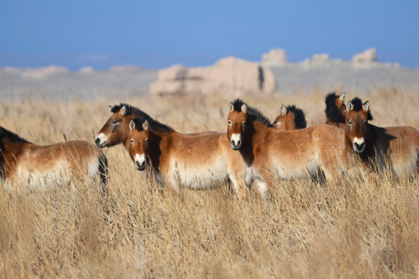 Hipparion_Fossils_Illuminate_China_s_Wild_Horse_Conservation_Journey