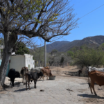 China’s Poverty Strategy Sparks Interest in Rural Mexico video poster
