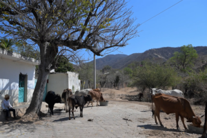 China’s Poverty Strategy Sparks Interest in Rural Mexico video poster