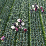 Global Poll: Over 90% Recognize China’s Pivotal Role in Poverty Reduction