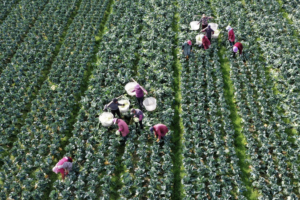 Global Poll: Over 90% Recognize China’s Pivotal Role in Poverty Reduction