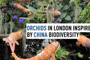Kew_Gardens__Orchid_Festival_Celebrates_Chinese_Flora_Amid_Winter_Gloom video poster