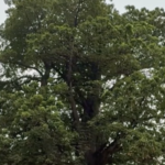 Kinshasa_Activists_Fight_to_Save_Historic_Baobab_Tree_in_City_Center video poster